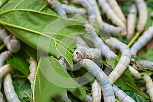 Close-up of silkworms eating green leafs.