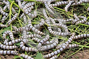 Close up Silkworms eating mulberry green leaf