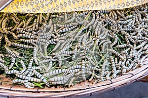 Close up Silkworms eating mulberry green leaf