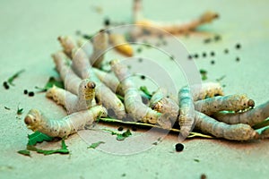 Close up silkworms eating in threshing basket photo