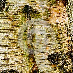 Close up of silver birch bark