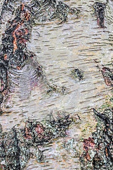 Close up of silver birch tree bark.