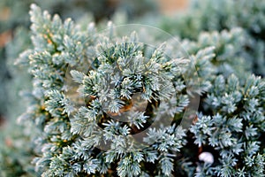 Close up silver branch of corniferous tree