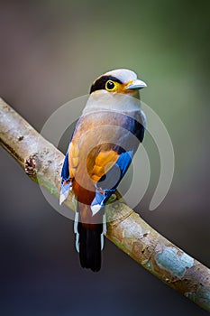 Close up of Silver-breasted Broadbill (Serilophus lunatus)