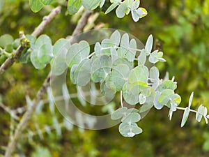 close up of Silver Dollar Tree, Eucalyptus pulverulenta, Eucalyptus cinerea, silver dollar tree, Little boy blue.