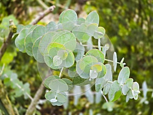 Close up of Silver Dollar Tree, Eucalyptus pulverulenta, Eucalyptus cinerea, silver dollar tree, Little boy blue.