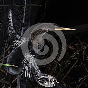 Close up of the Silver Feathers of a Juvenile Anhinga