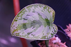Close up of a silver and green leaf of Scindapsus Pictus Exotica