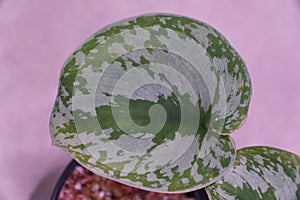 Close up of a silver and green leaf of Scindapsus Pictus Exotica, a popular houseplant