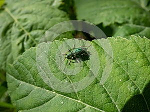 Close-up of the silver-green leaf weevil (Phyllobius argentatus) with bright metallic green scales