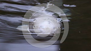 Close-up of a silver koi, Japanese-colored carp breaking the surface of the water