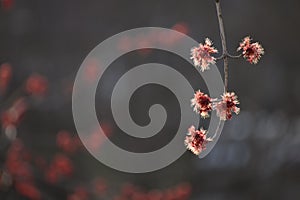 Close up of a Silver Maple flower buds in the Spring photo