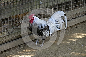 Close-up of a Silver-Spangled Hamburg cock