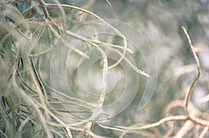 Close-up of silver spring plant hanging down against blurry background