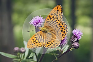 Close-up of Silver-washed fritillary butterfly.