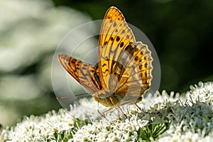 Close up of a Silver Washed Fritillary butterfly on a white flower