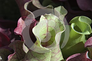 Close up of silvery hairs at entrance to tubes of a Sarracenia purpureas plant