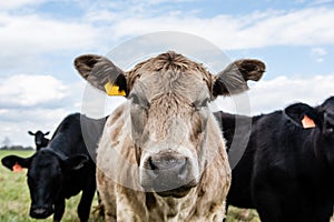 Close up Simmental cow face photo