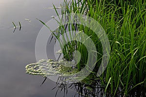 Close up of Simplestem burreed Sparganium erectum