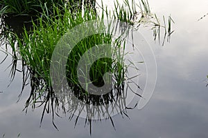 Close up of Simplestem burreed Sparganium erectum