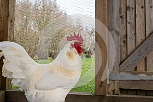 Close up of a singe white Bresse Cockerel chicken inside a chicken coup, with its bright red comb