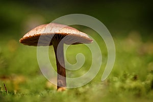 Close up of a singel mushroom