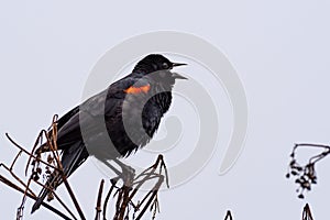 Close up of singing red-winged black bird Agelaius phoeniceus, Marin Headlands, Marin County, North San Francisco bay area, photo