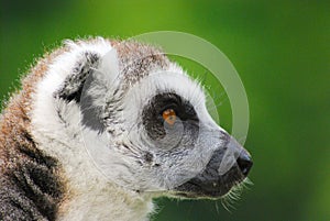 Close-up of a single adult lemur seen sideways