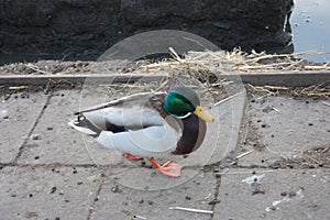Close up of a single animal. feathery bird. goose, bright green-headed duck, yellow beak and orange webbed fins walking on a