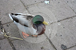 Close up of a single animal. feathery bird. goose, bright green-headed duck, yellow beak and orange webbed fins walking on a