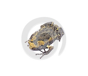 Single asian common toad  Black-spined toad  or Duttaphrynus melanostictus isolated on white background , clipping path