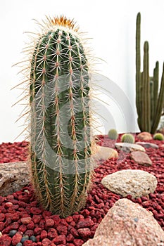 One ball cactus with small red stones in background photo
