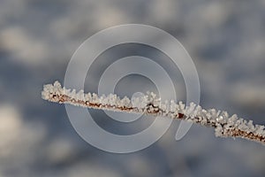 close up of a single bare branch with countless distinct ice crystals