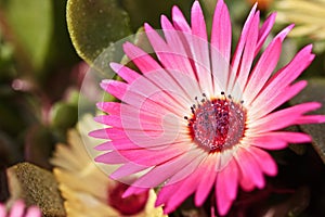 Close-up of a single beautiful daisy flower