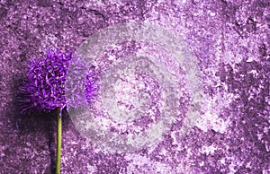 Close-up of Single beautiful purple allium onion flower against the background of an old scratched stone wall.