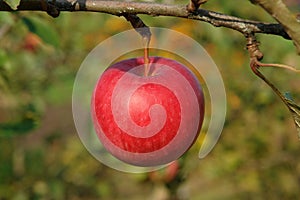 A close up of single big red apple hanging from a tree in an orchard on a sunny autumn day, blurred background
