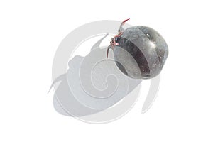 Close up of single black grape with shadow on white background