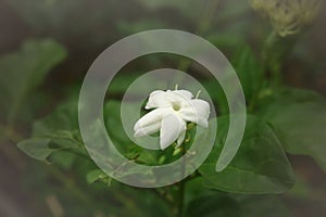 Close up single bloom Thai white jasmin flower on dark green tone leafs background, have copy space.