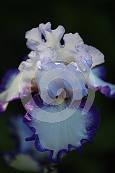 Close up of a single, blooming Bearded Iris flower, with light purple petals and white petals edged in purple