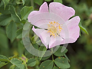 Close up single blooming pink brier wild rose flower dog rose