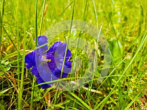 Close up of single blue enzian flower Gentiana acaulis in the green grass of Carpathians wild hills. Spring blooming
