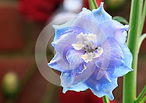 Close up of a single blue nile Delphinium flower head