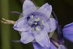 Close up of a single Bluebell flower showing its reproductive parts