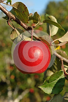 A close up of single bright red apple hanging from a tree in an orchard on a sunny autumn day