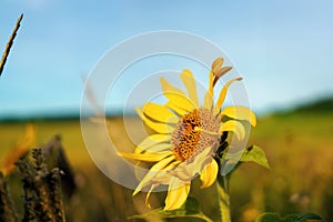 Close up of a single brightly colored sunflower