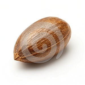 Single Brown Seed isolated on white background
