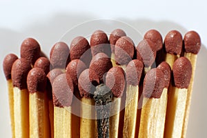 Close-up of a single burnt match in a group of matches