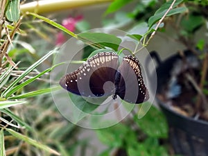 Close up of a single butterfly. Picture of a butterfly with brown wings. Macro of a single butterfly in the garden