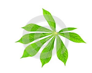 Close-up single cassava or Manihot esculenta leaf isolated on white
