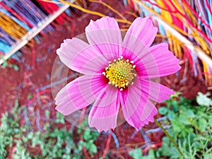 Close up, Single cosmos flower pink color flower blossom blooming soft blur colourful background for stock photo, houseplant,